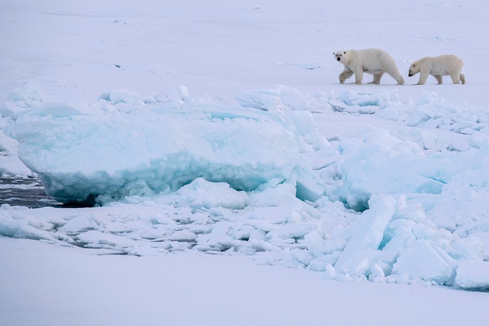 Norway-High Arctic Polar bear mother and cub on sea ice art print by Cindy Miller Hopkins for $57.95 CAD