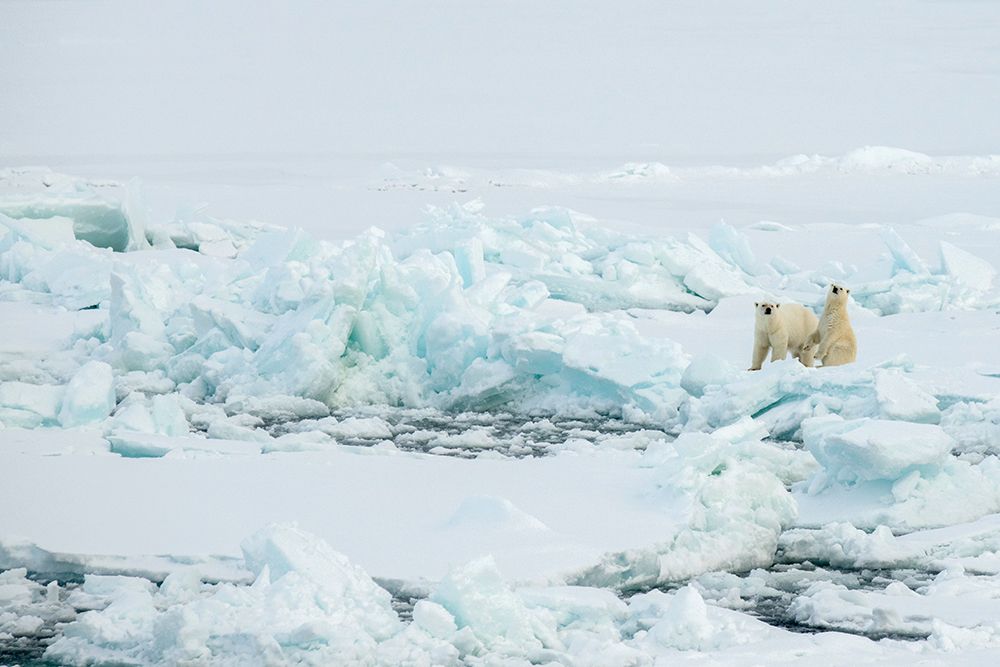 Norway-High Arctic Polar bear mother and cub on sea ice art print by Cindy Miller Hopkins for $57.95 CAD