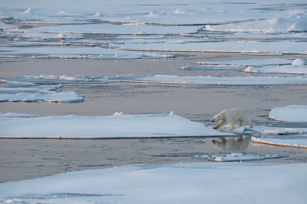 Norway-High Arctic Lone polar bear on sea ice at dusk art print by Cindy Miller Hopkins for $57.95 CAD