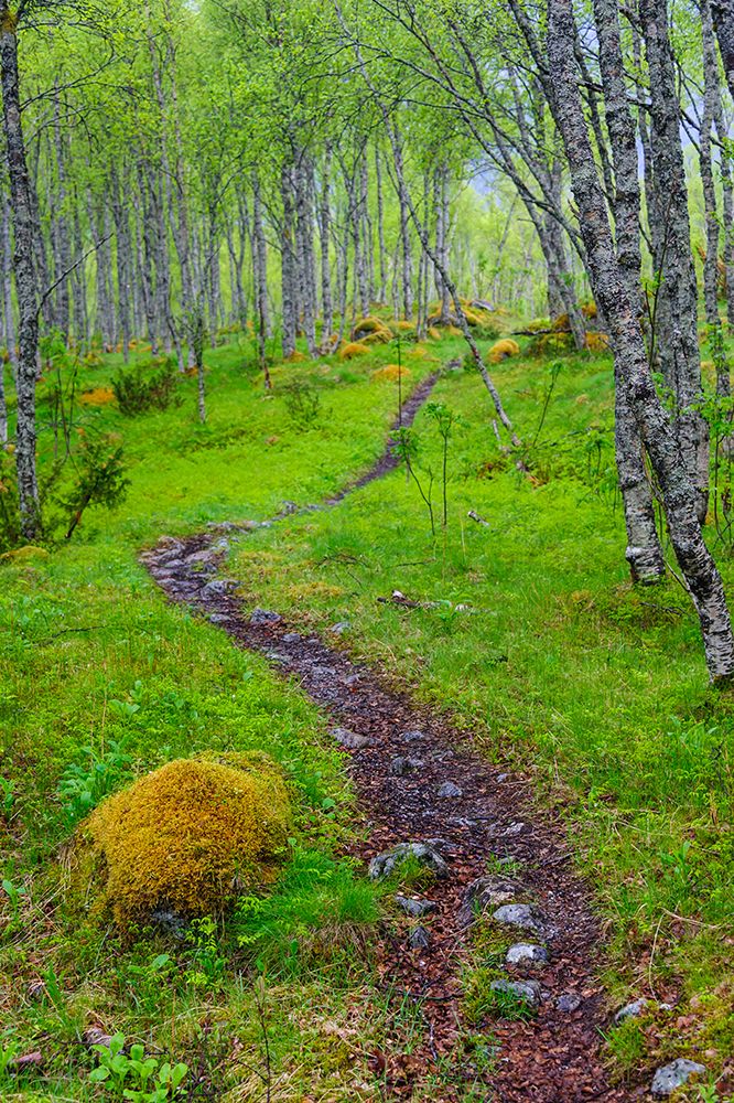 Norway-Nordland-Tysfjord. Trail through birch forest. art print by Fredrik Norrsell for $57.95 CAD