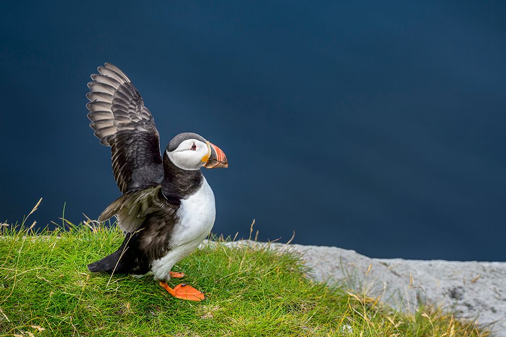 Norway-Finnmark-Loppa. Atlantic Puffin at their nesting cliffs. art print by Fredrik Norrsell for $57.95 CAD