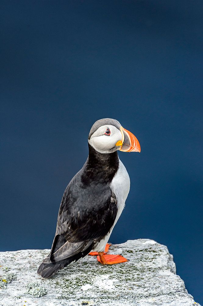 Norway-Finnmark-Loppa. Atlantic Puffin at their nesting cliffs. art print by Fredrik Norrsell for $57.95 CAD