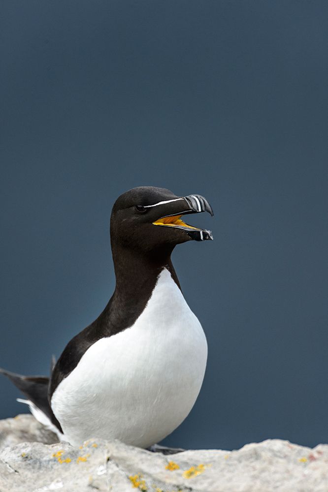 Norway-Finnmark-Loppa. Razorbill (Alca torda) gathered on a nesting cliff. art print by Fredrik Norrsell for $57.95 CAD