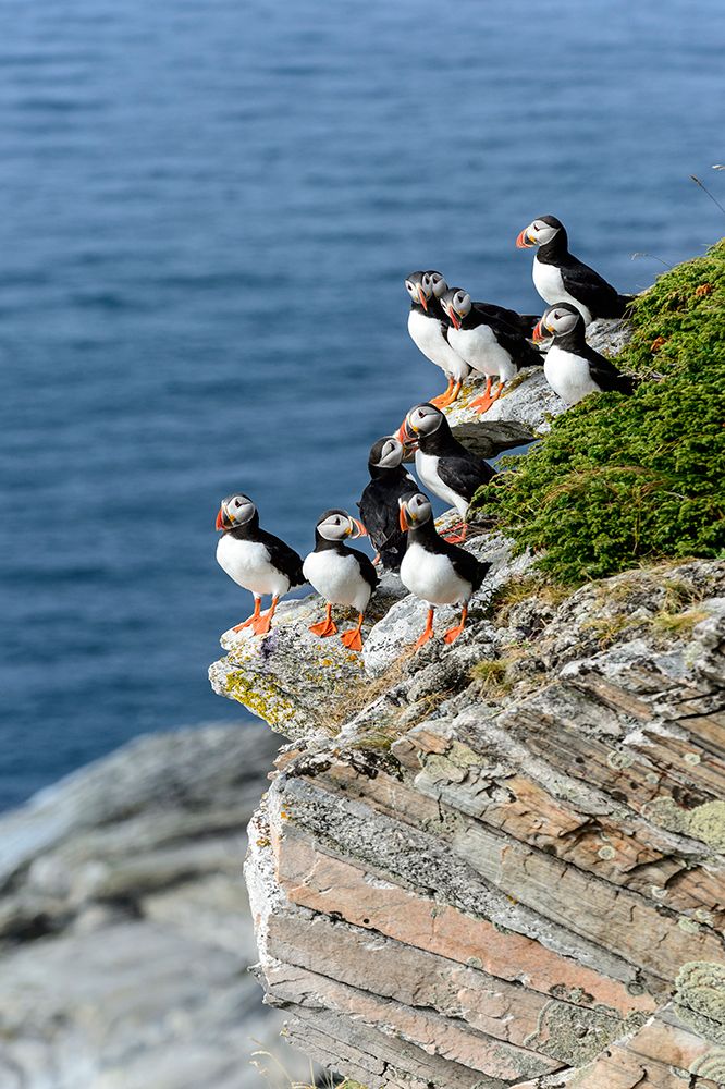 Norway-Finnmark-Loppa. Atlantic Puffin at their nesting cliffs. art print by Fredrik Norrsell for $57.95 CAD