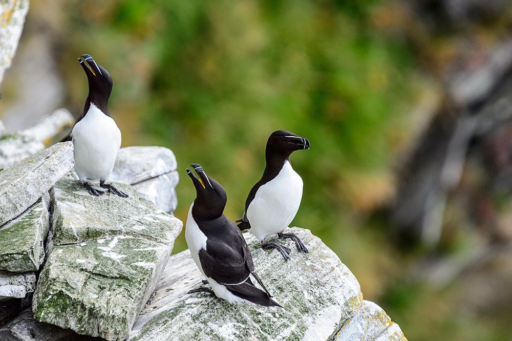 Norway-Finnmark-Loppa. Razorbill (Alca torda) gathered on a nesting cliff. art print by Fredrik Norrsell for $57.95 CAD