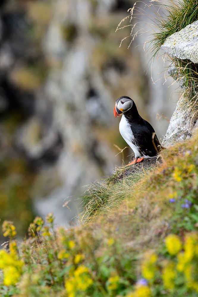 Norway-Finnmark-Loppa. Atlantic Puffin at their nesting cliffs. art print by Fredrik Norrsell for $57.95 CAD