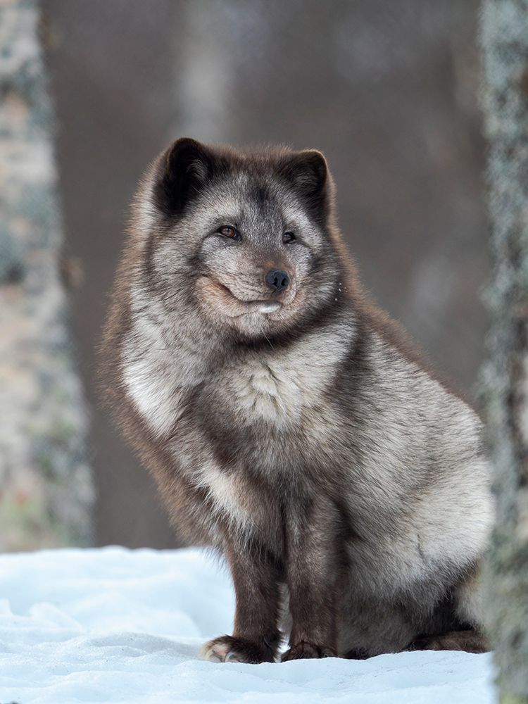 Arctic Fox- blue morph- in deep snow during winter. Europe- Norway- Bardu- Polar Park art print by Martin Zwick for $57.95 CAD