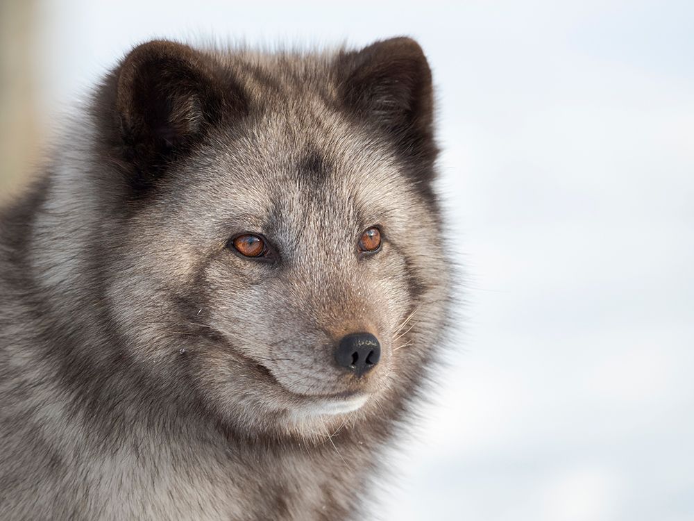 Arctic Fox- blue morph- in deep snow during winter. Europe- Norway- Bardu- Polar Park art print by Martin Zwick for $57.95 CAD