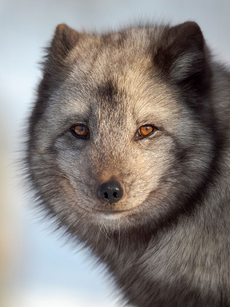 Arctic Fox- blue morph- in deep snow during winter. Europe- Norway- Bardu- Polar Park art print by Martin Zwick for $57.95 CAD