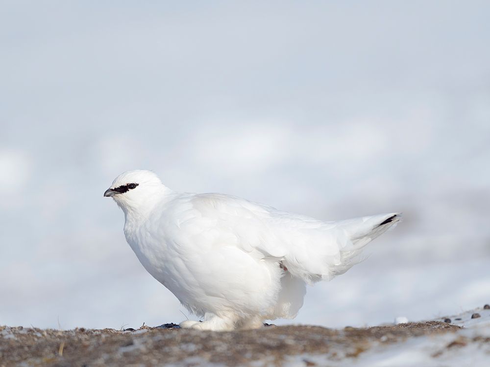 Rock Ptarmigan-during winter in the tundra of Svalbard in Van Mijenfjorden National Park Norway art print by Martin Zwick for $57.95 CAD