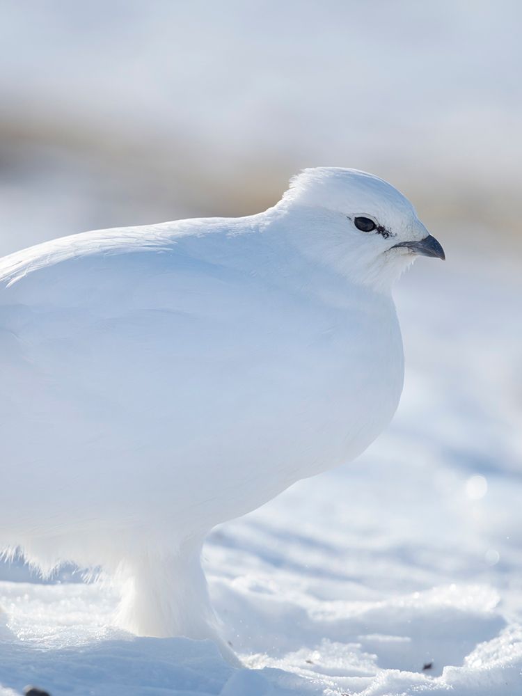 Rock Ptarmigan-during winter in the tundra of Svalbard in Van Mijenfjorden National Park Norway art print by Martin Zwick for $57.95 CAD