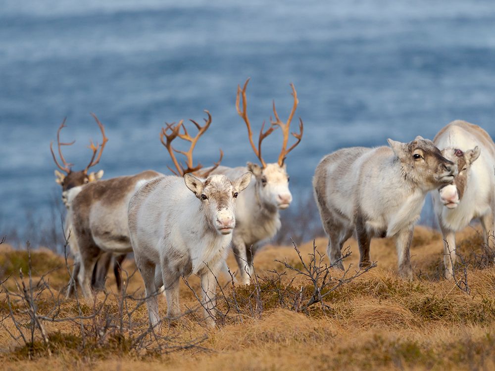 Semi-domesticated reindeer on the island Senja near Mefjordvaer during late winter. Norway. art print by Martin Zwick for $57.95 CAD