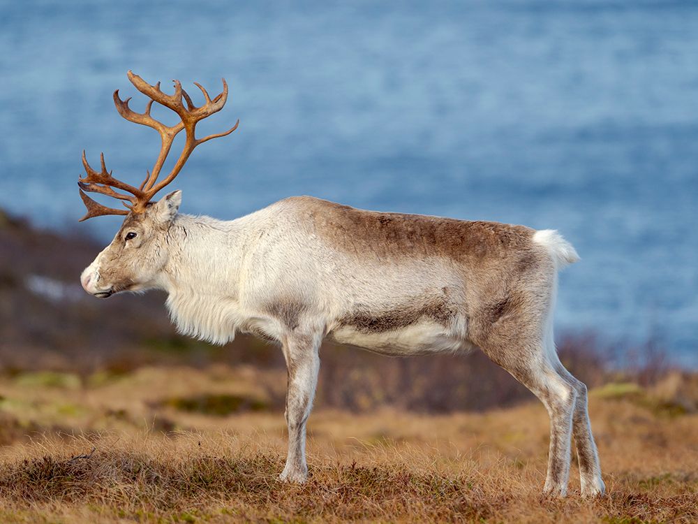 Semi-domesticated reindeer, female, on the island Senja near Mefjordvaer in late winter. Norway. art print by Martin Zwick for $57.95 CAD
