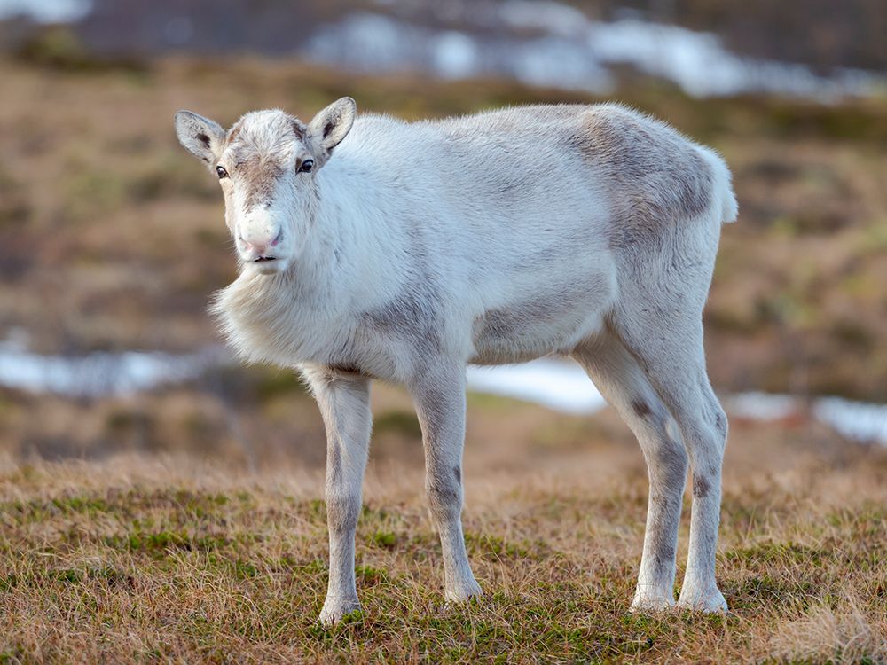 Semi-domesticated reindeer on the island Senja near Mefjordvaer during late winter. Norway. art print by Martin Zwick for $57.95 CAD
