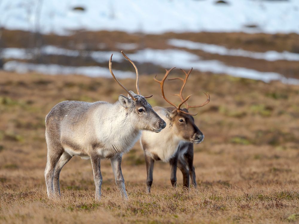 Semi-domesticated reindeer on the island Senja near Mefjordvaer during late winter. Norway. art print by Martin Zwick for $57.95 CAD