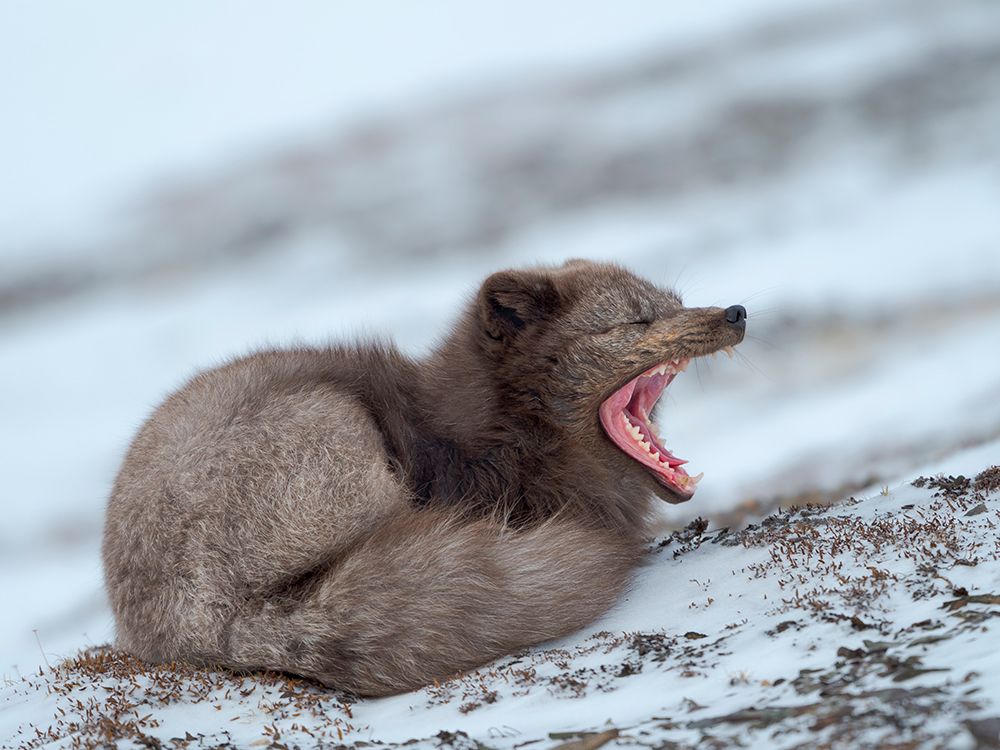 Arctic fox, blue morph, in snow during winter close to Pyramiden in Dickson-Land. Norway, Svalbard. art print by Martin Zwick for $57.95 CAD