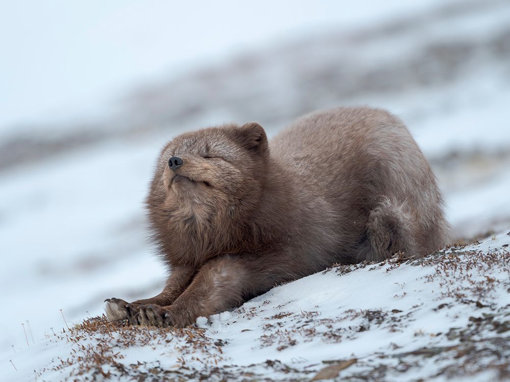 Arctic fox, blue morph, in snow during winter close to Pyramiden in Dickson-Land. Norway, Svalbard. art print by Martin Zwick for $57.95 CAD