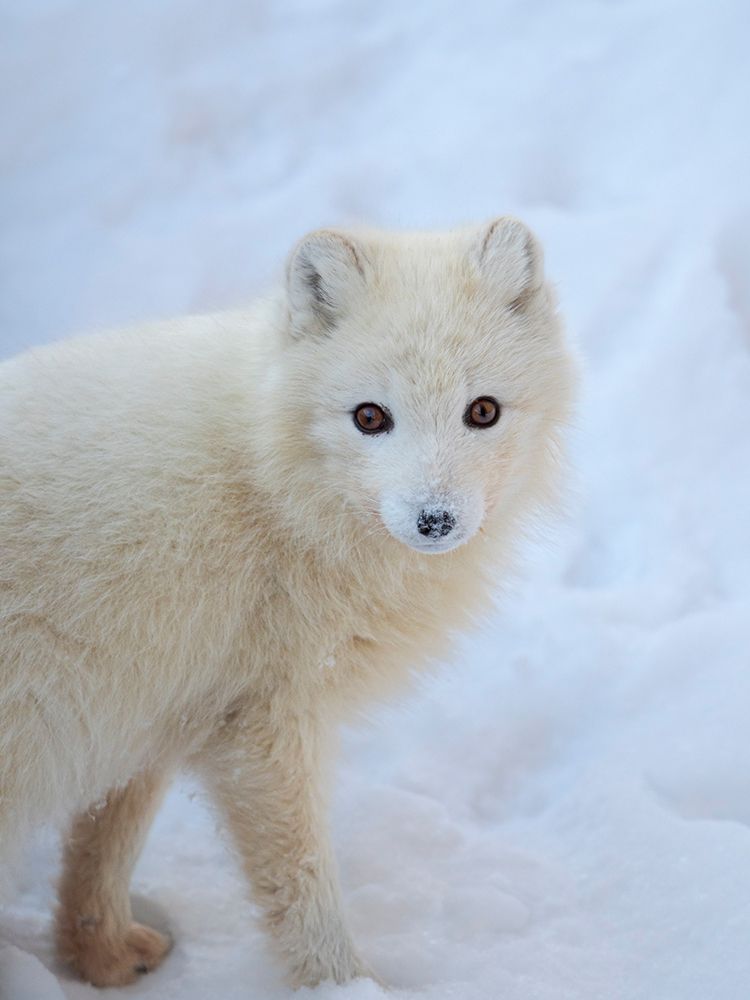 Arctic fox in snow during winter at Gronfjorden in Nordenskiold Land, Norway, Svalbard. art print by Martin Zwick for $57.95 CAD