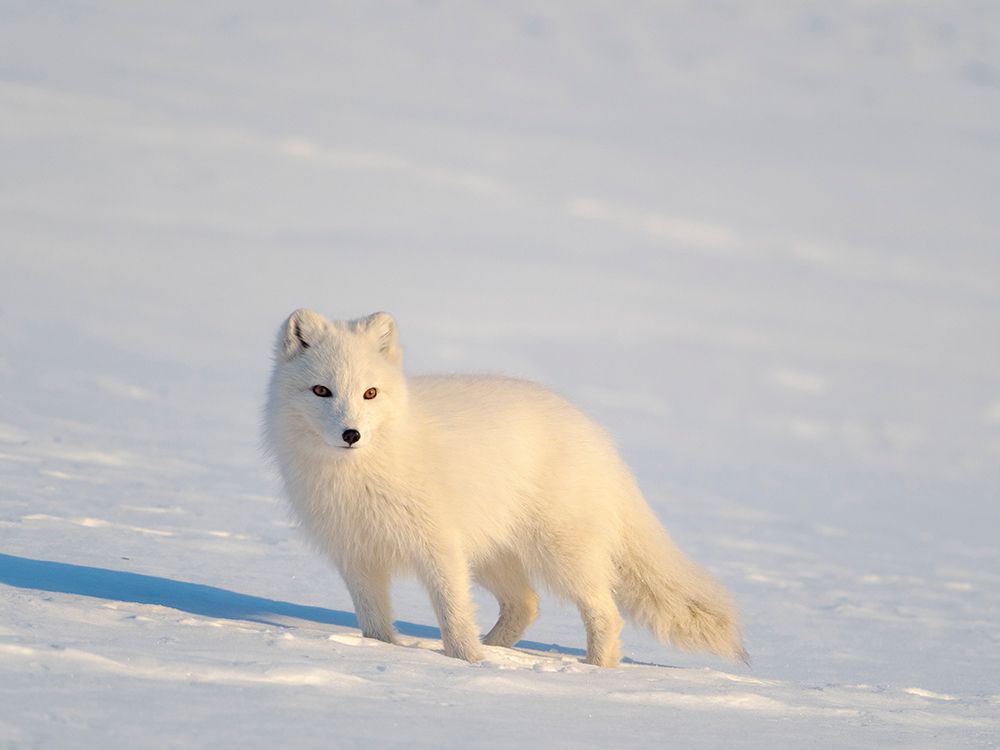 Arctic fox in snow during winter at Gronfjorden in Nordenskiold Land, Norway, Svalbard. art print by Martin Zwick for $57.95 CAD