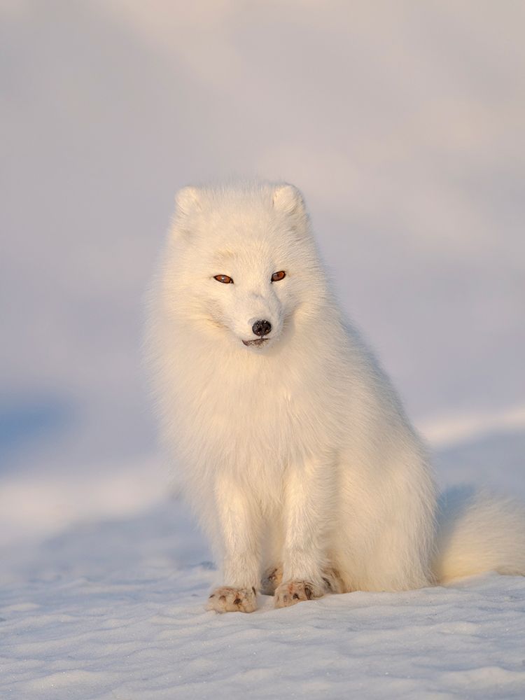 Arctic fox in snow during winter at Gronfjorden in Nordenskiold Land, Norway, Svalbard. art print by Martin Zwick for $57.95 CAD