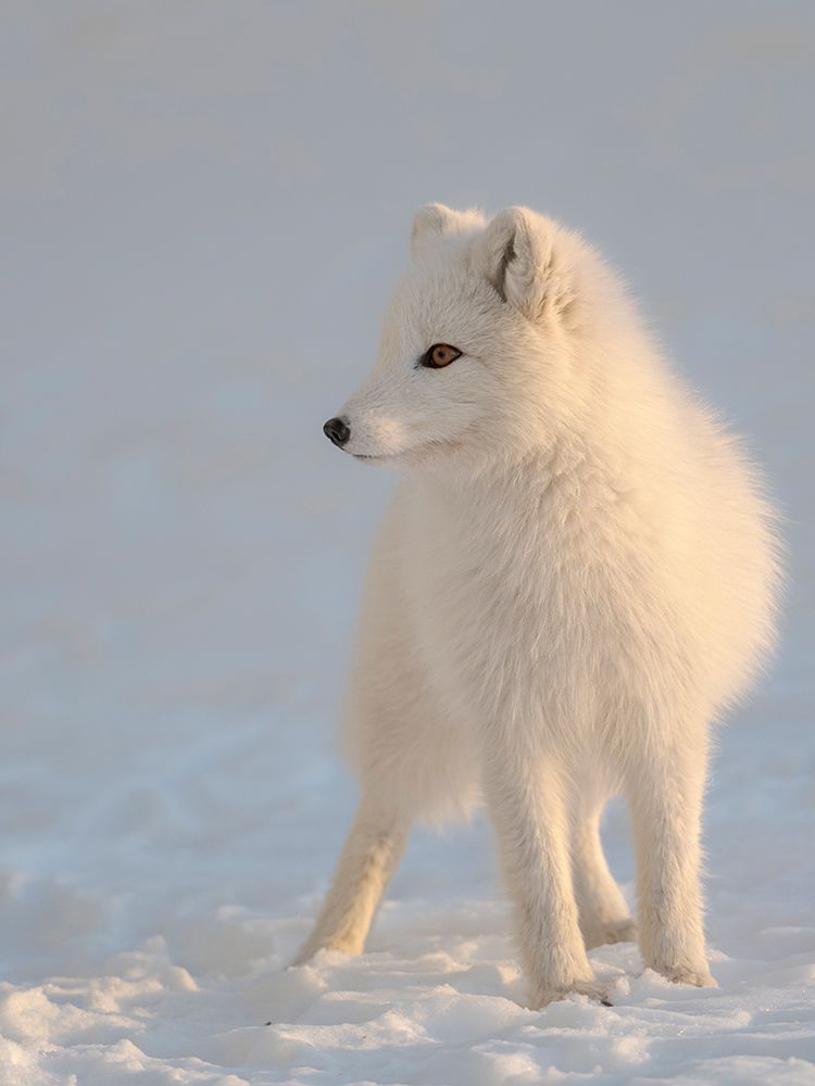 Arctic fox in snow during winter at Gronfjorden in Nordenskiold Land, Norway, Svalbard. art print by Martin Zwick for $57.95 CAD