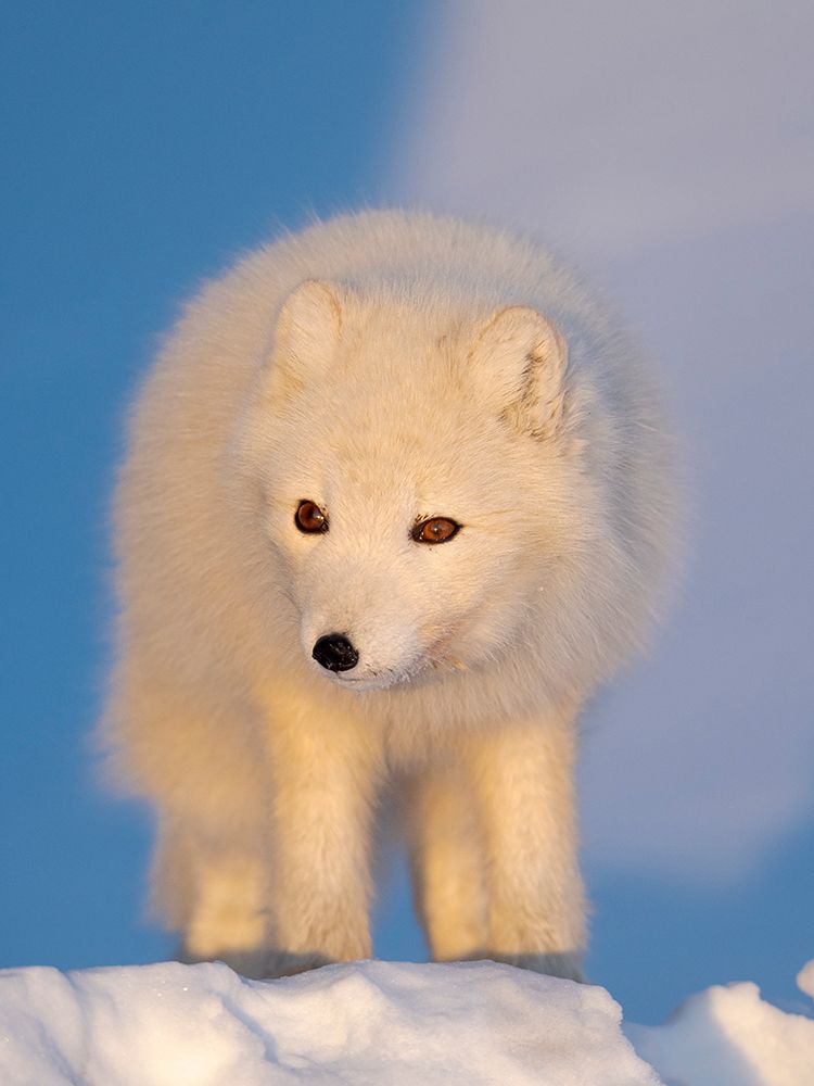 Arctic fox in snow during winter at Gronfjorden in Nordenskiold Land, Norway, Svalbard. art print by Martin Zwick for $57.95 CAD