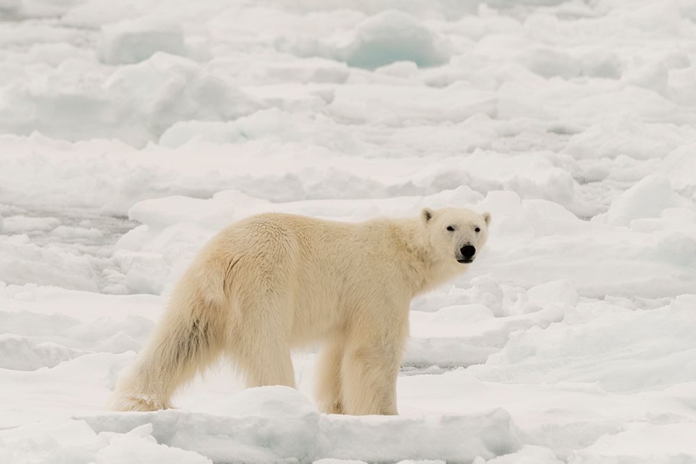 Polar bear-Ursus maritimus-Polar Ice Cap-north of Spitsbergen-Norway art print by Sergio Pitamitz for $57.95 CAD