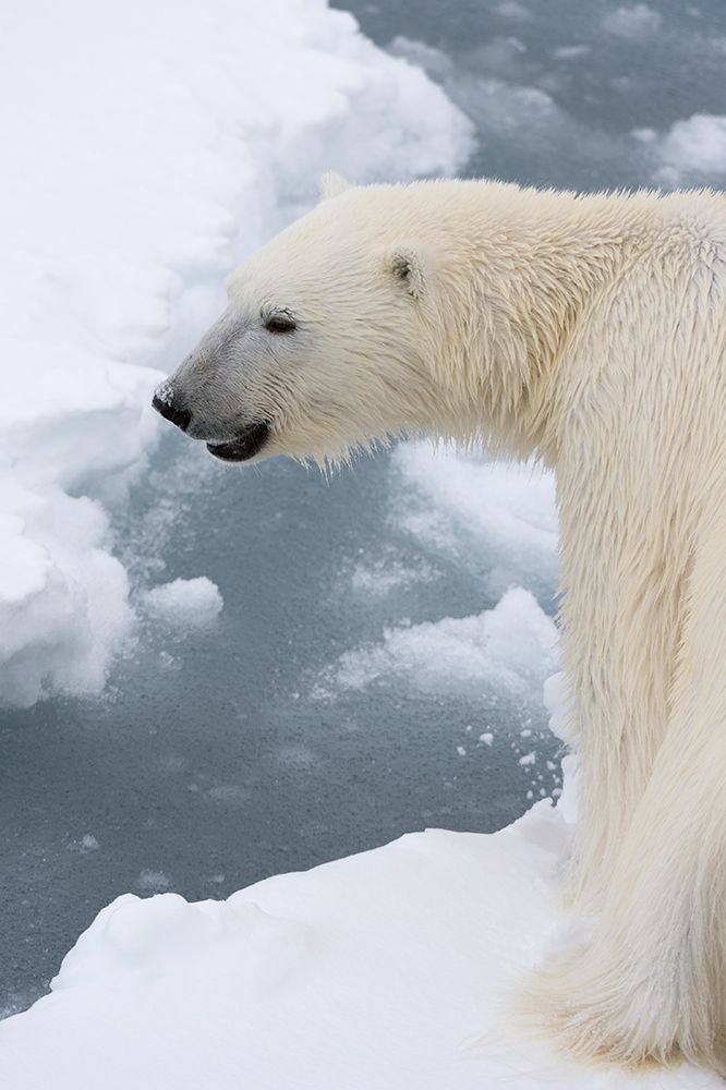 Polar bear-Ursus maritimus-Polar Ice Cap-north of Spitsbergen-Norway art print by Sergio Pitamitz for $57.95 CAD