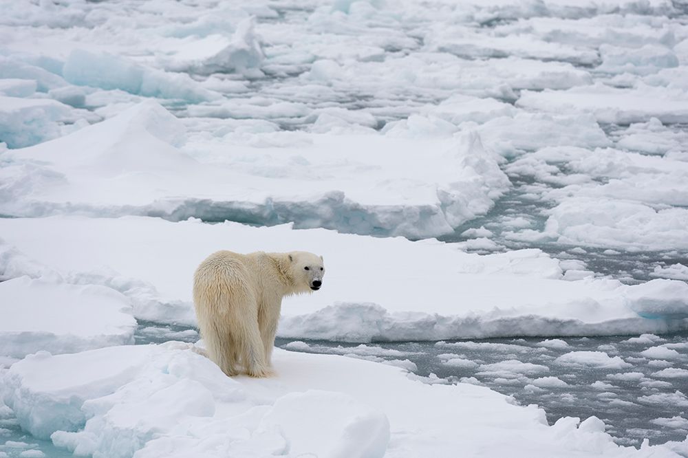 Polar bear-Ursus maritimus-Polar Ice Cap-north of Spitsbergen-Norway art print by Sergio Pitamitz for $57.95 CAD