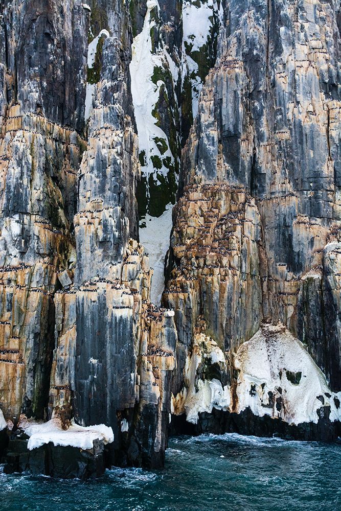 Brunnichs Guillemots-Uria lomvia-Alkefjellet-Spitsbergen-Svalbard Islands-Norway art print by Sergio Pitamitz for $57.95 CAD