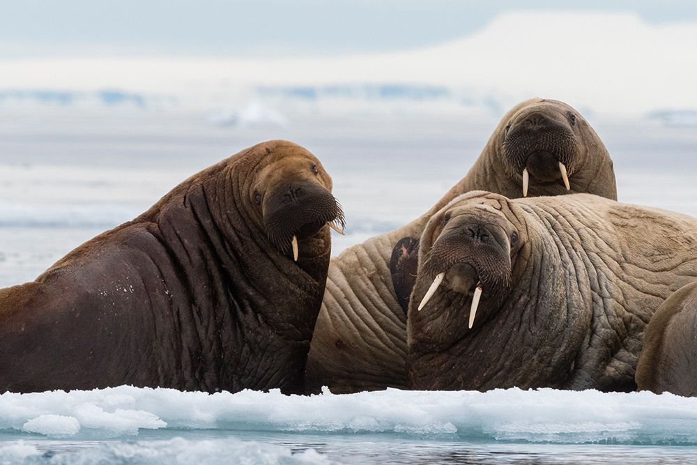 Atlantic walruses-Odobenus rosmarus-Vibebukta-Austfonna-Nordaustlandet-Svalbard Islands-Norway art print by Sergio Pitamitz for $57.95 CAD