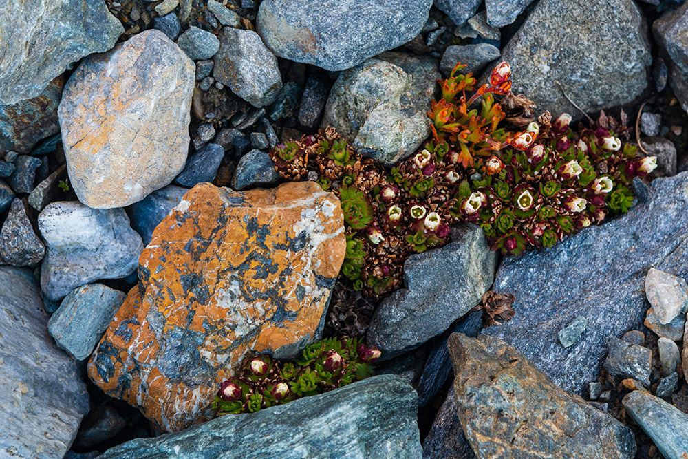 Tufted saxifrage {Saxifraga cepitosa}-in flower art print by Sergio Pitamitz for $57.95 CAD