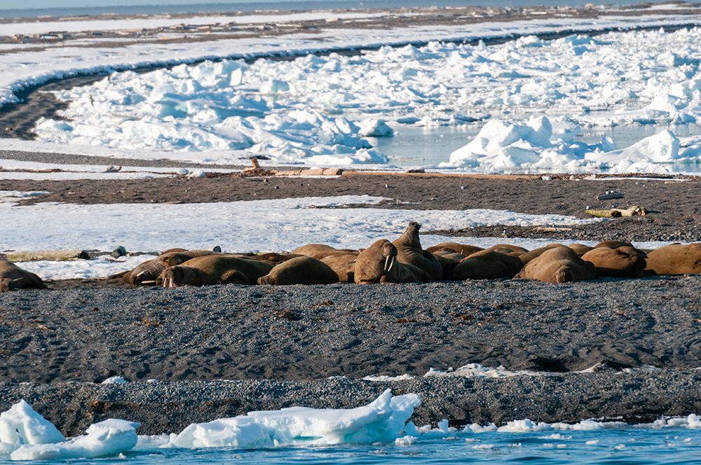 A walrus colony basks on a strip of land amid ice floe in the Arctic Moffen-Svalbard-Norway art print by Sergio Pitamitz for $57.95 CAD