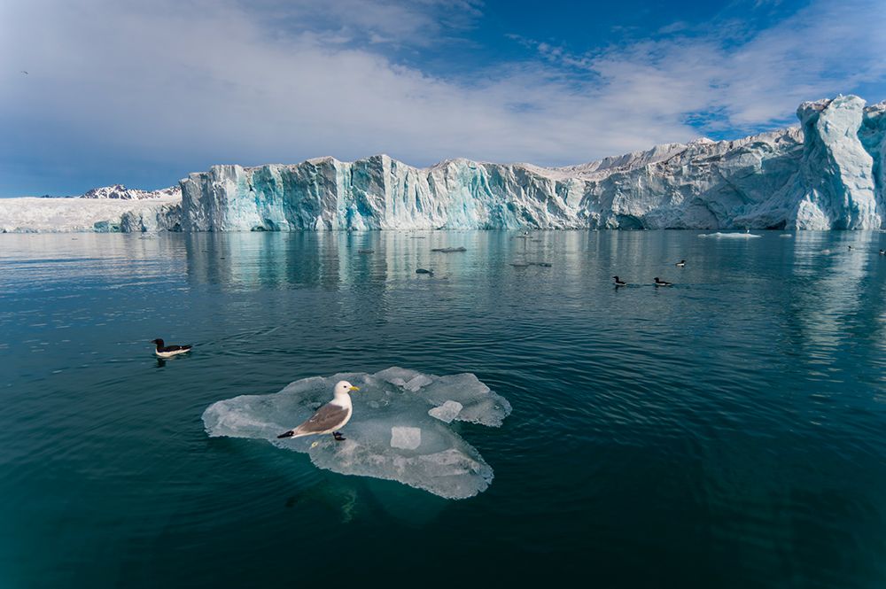 Sea gulls on ice floe in arctic waters fronting Lilliehook Glacier Spitsbergen Island-Norway art print by Sergio Pitamitz for $57.95 CAD
