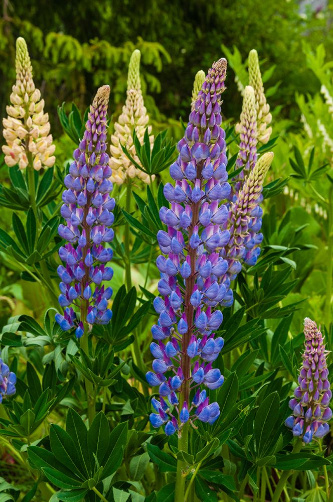 Purple spikes of Russell lupine grow along Trollstigen-Rauma-Norway art print by Sergio Pitamitz for $57.95 CAD