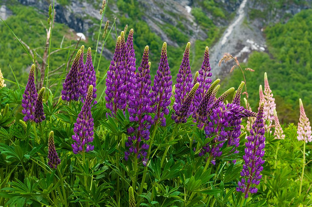 Purple and peach spikes of Russell lupine grow along Trollstigen-Rauma-Norway art print by Sergio Pitamitz for $57.95 CAD