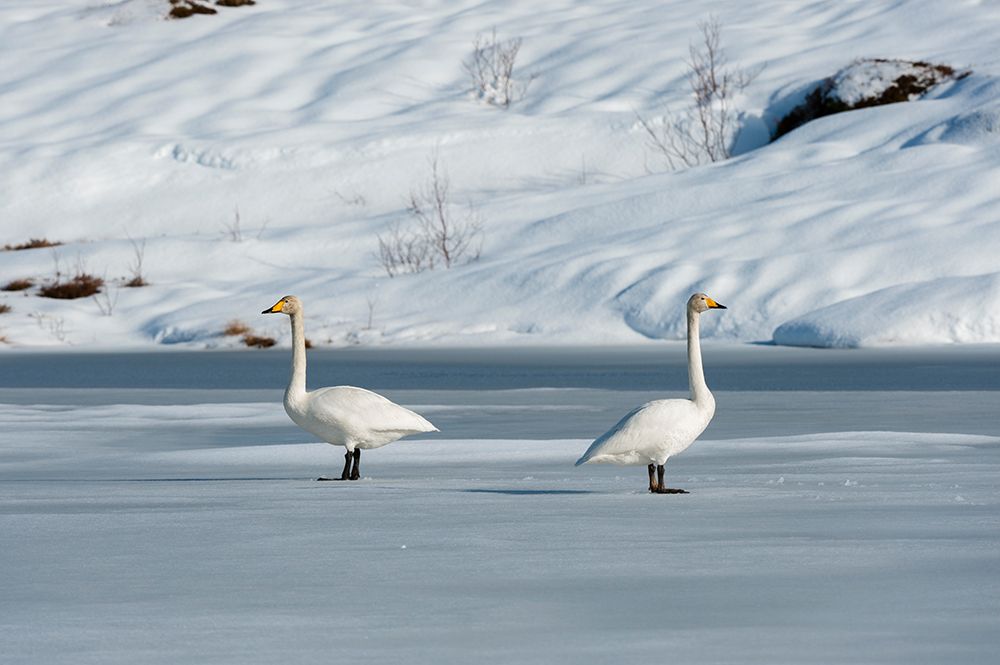 Two whooper swans-on snowy and icy Ostadvatnet Lake Lofoten Islands-Nordland-Norway art print by Sergio Pitamitz for $57.95 CAD