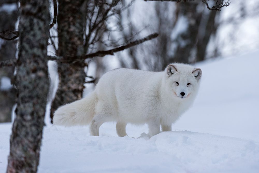 Portrait of an arctic fox-Vulpes lagopus-in the snow Polar Park-Bardu-Troms-Norway art print by Sergio Pitamitz for $57.95 CAD