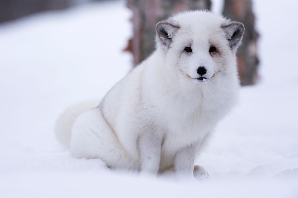 Portrait of an arctic fox-Vulpes lagopus-in the snow Polar Park-Bardu-Troms-Norway art print by Sergio Pitamitz for $57.95 CAD