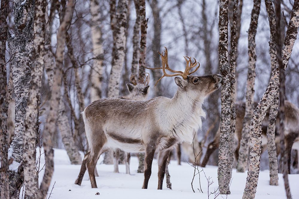 A reindeer-Rangifer tarandus-in a snowy forest Bardu-Troms-Norway art print by Sergio Pitamitz for $57.95 CAD