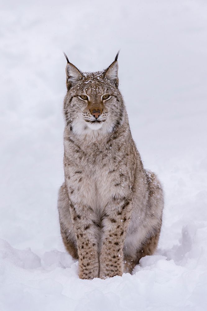 Portrait of a European lynx-sitting in the snow Polar Park-Bardu-Troms-Norway art print by Sergio Pitamitz for $57.95 CAD