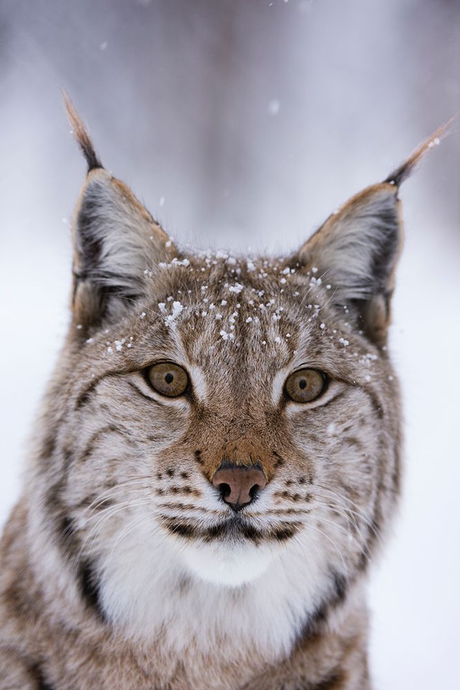 Close-up portrait of a European lynx Polar Park-Bardu-Troms-Norway art print by Sergio Pitamitz for $57.95 CAD