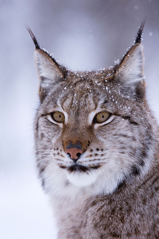 Close-up portrait of a European lynx Polar Park-Bardu-Troms-Norway art print by Sergio Pitamitz for $57.95 CAD