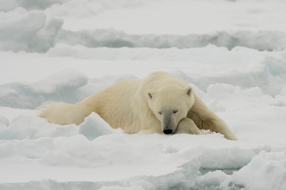 A resting polar bear-Ursus maritimus North polar ice cap-Arctic Ocean art print by Sergio Pitamitz for $57.95 CAD