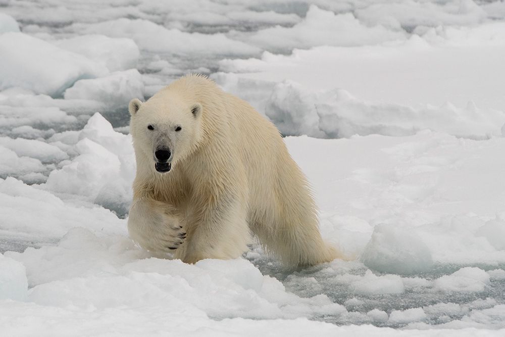 A polar bear-Ursus maritimus North polar ice cap-Arctic Ocean art print by Sergio Pitamitz for $57.95 CAD