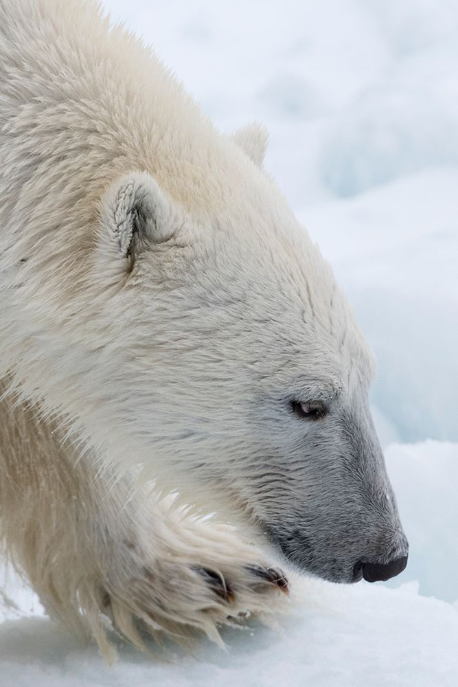 Close-up of a polar bear-Ursus maritimus-on the North polar ice pack Arctic Ocean art print by Sergio Pitamitz for $57.95 CAD