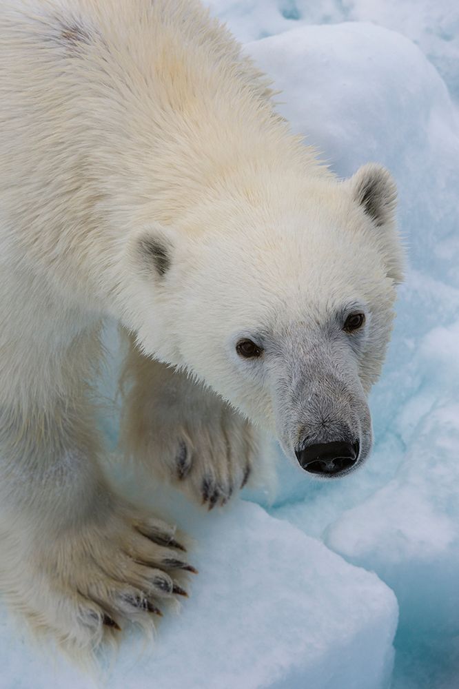 A polar bear-Ursus maritimus North polar ice cap-Arctic Ocean art print by Sergio Pitamitz for $57.95 CAD