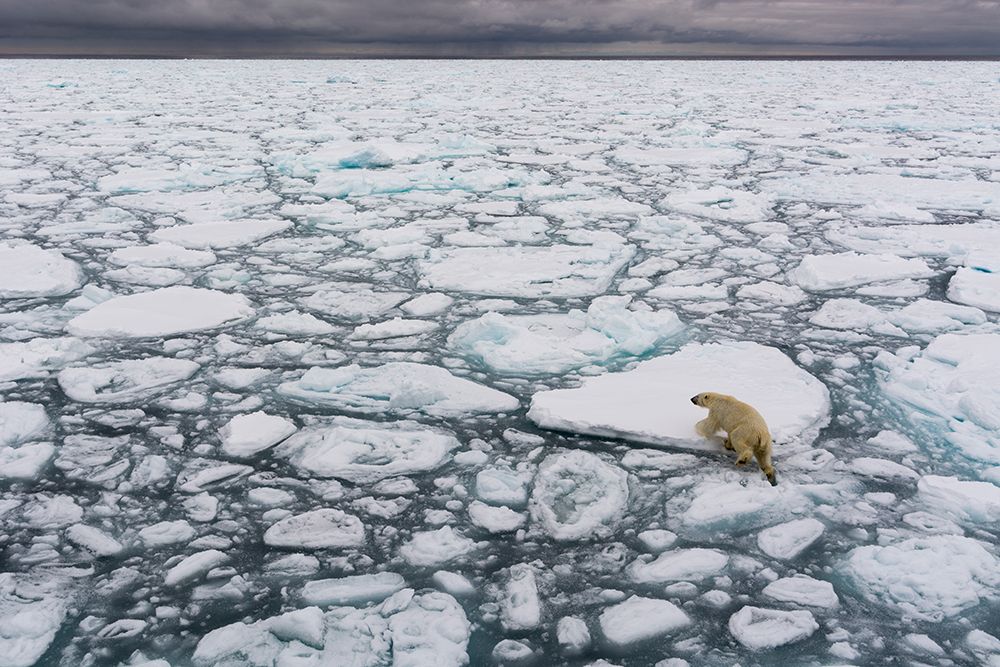 A polar bear-Ursus maritimus-walking the melting sea ice North polar ice cap-Arctic Ocean art print by Sergio Pitamitz for $57.95 CAD