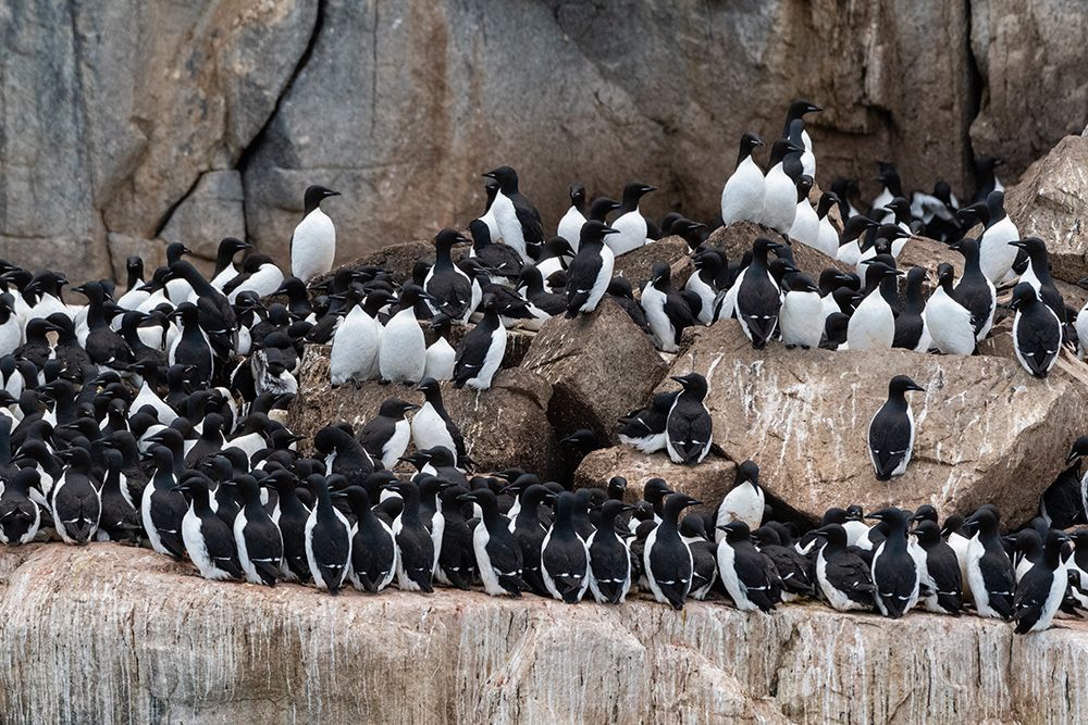 Alkefjellet cliffs full of breeding Brunnichs guillemots-Uria lomvia Nordaustlandet-Norway art print by Sergio Pitamitz for $57.95 CAD