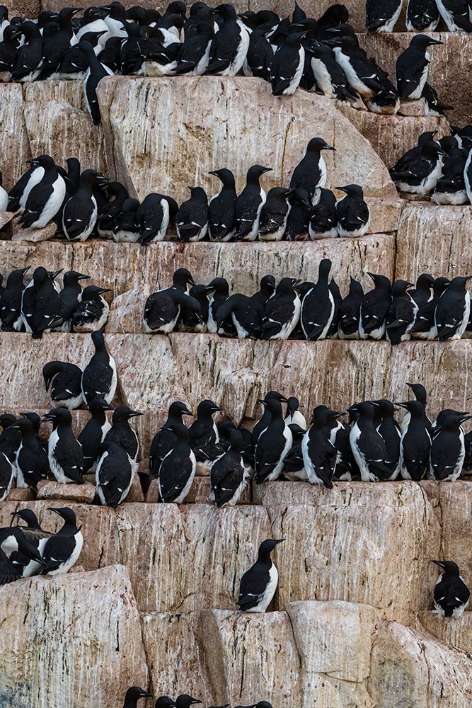 Alkefjellet cliffs full of breeding Brunnichs guillemots-Uria lomvia Nordaustlandet-Norway art print by Sergio Pitamitz for $57.95 CAD